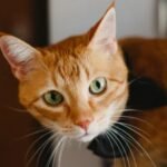 Foto del perfil de gatopepe93